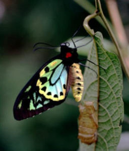 Butterfly on a leaf