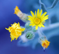 Yellow flowers on a blue backgorund. 